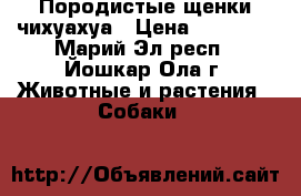 Породистые щенки чихуахуа › Цена ­ 10 000 - Марий Эл респ., Йошкар-Ола г. Животные и растения » Собаки   